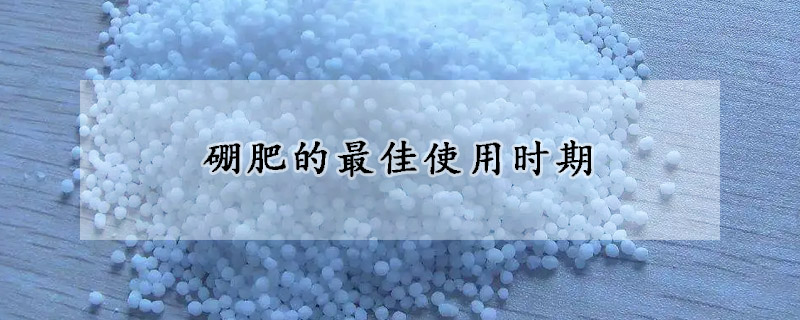 硼肥的最佳使用時(shí)期