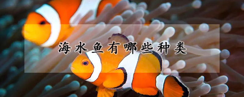 海水魚有哪些種類