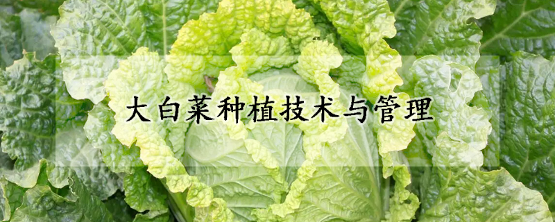 大白菜種植技術(shù)與管理