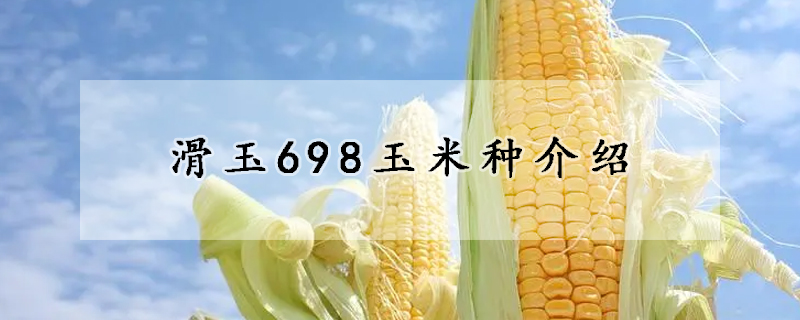 滑玉698玉米種介紹