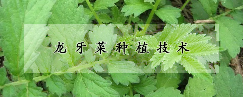 龍牙菜種植技術