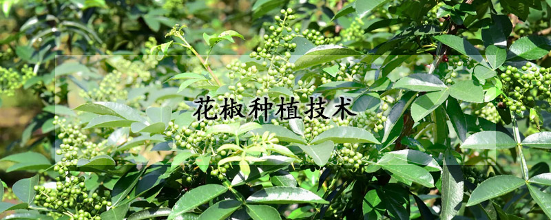 花椒種植技術