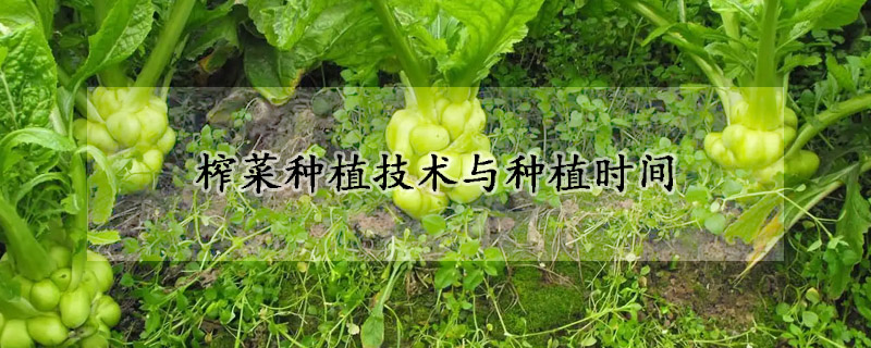 榨菜種植技術與種植時間