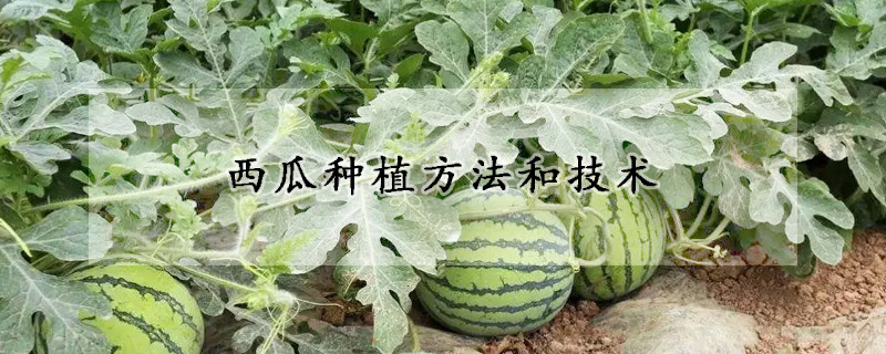 西瓜種植方法和技術(shù)