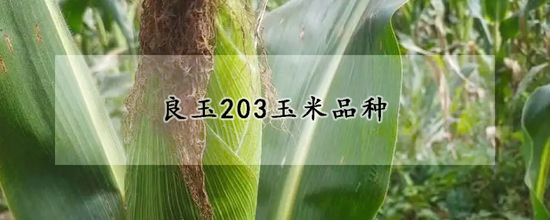 良玉203玉米品種