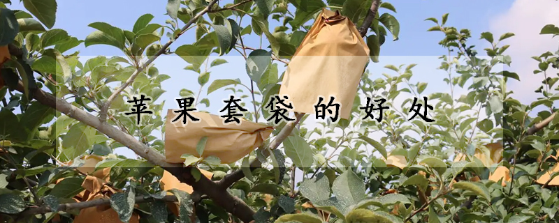 蘋(píng)果套袋的好處