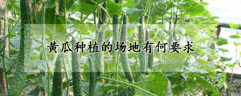 黃瓜種植的場地有何要求