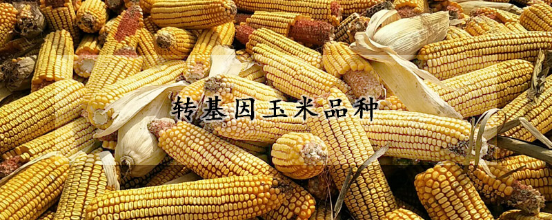 轉(zhuǎn)基因玉米品種