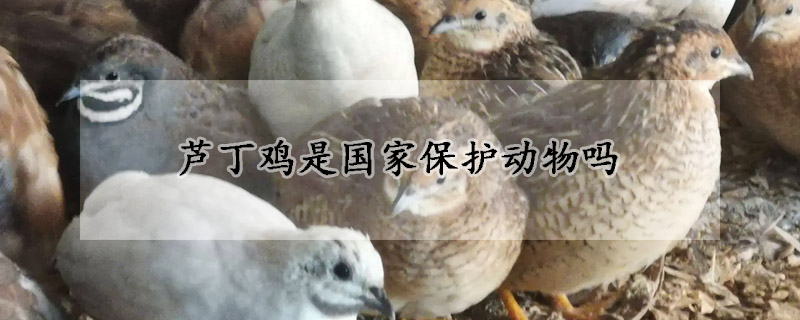 蘆丁雞是國(guó)家保護(hù)動(dòng)物嗎