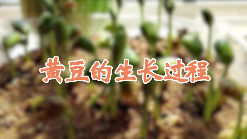 黃豆的生長(zhǎng)過(guò)程