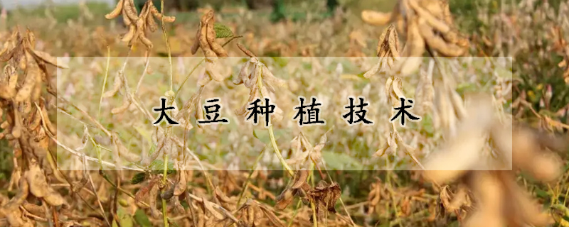 大豆種植技術