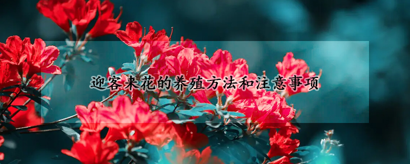 迎客來花的養(yǎng)殖方法和注意事項(xiàng)