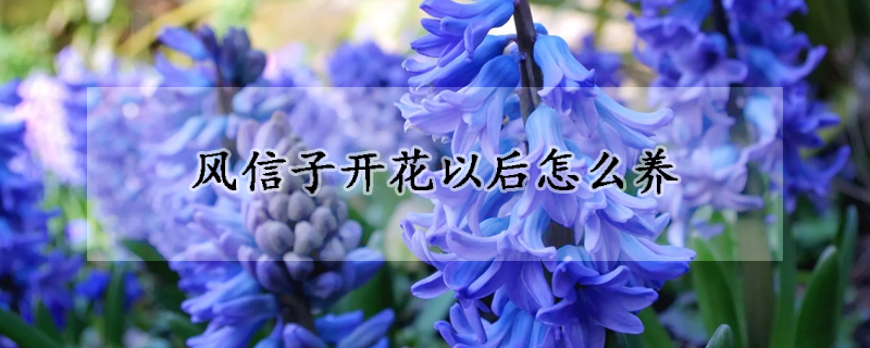 風(fēng)信子開(kāi)花以后怎么養(yǎng)