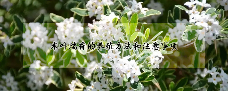 米葉瑞香的養(yǎng)殖方法和注意事項(xiàng)