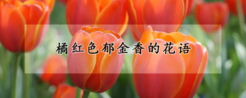 橘紅色郁金香的花語(yǔ)