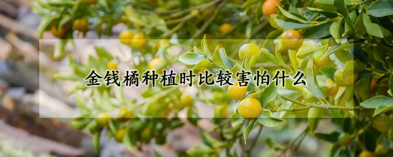 金錢橘種植時(shí)比較害怕什么