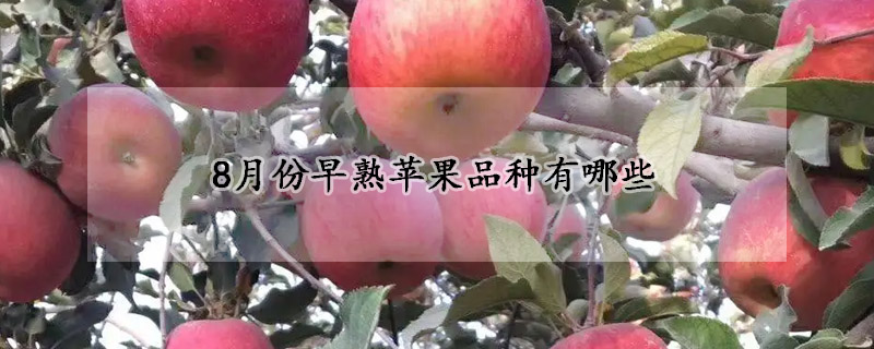 8月份早熟蘋(píng)果品種有哪些