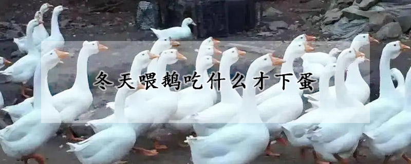 冬天喂鵝吃什么才下蛋