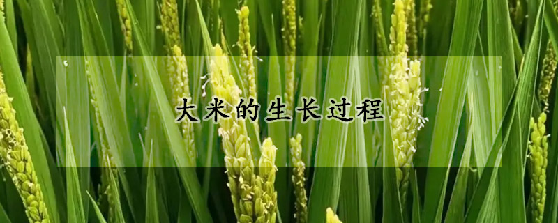 大米的生長(zhǎng)過程