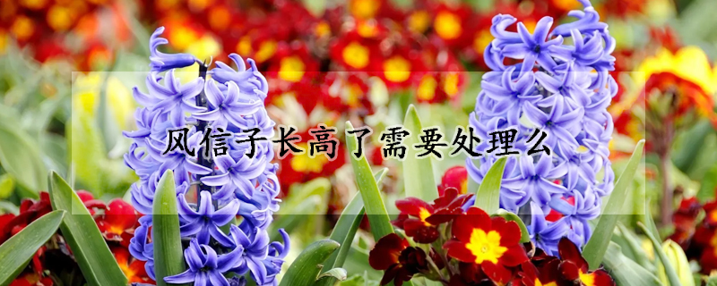 風(fēng)信子長(zhǎng)高了需要處理么