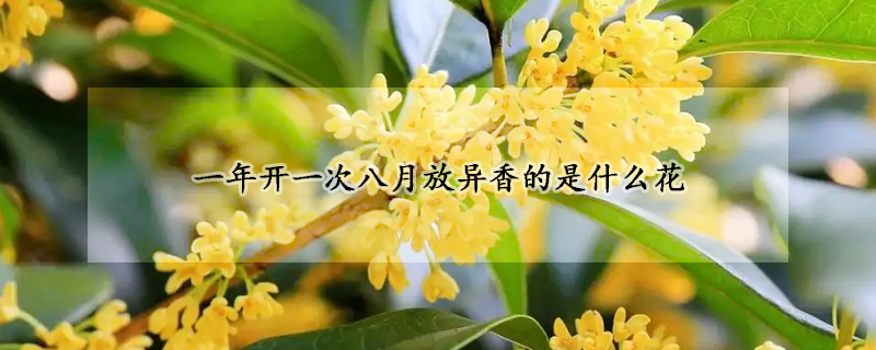 一年開(kāi)一次八月放異香的是什么花