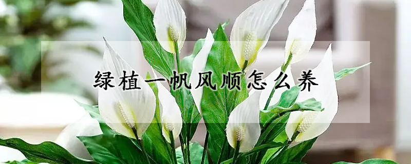 綠植一帆風(fēng)順怎么養(yǎng)