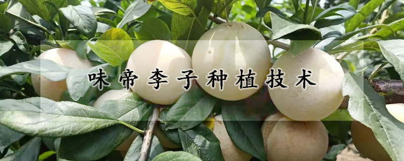 味帝李子種植技術