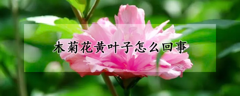 木菊花黃葉子怎么回事