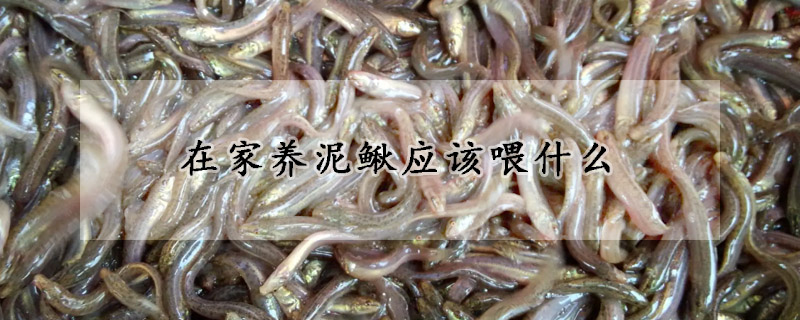 在家養泥鰍應該喂什么