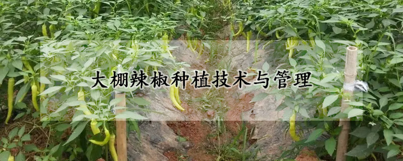 大棚辣椒種植技術與管理