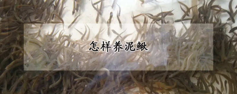 怎樣養(yǎng)泥鰍