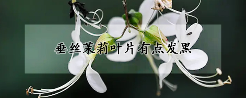 垂絲茉莉葉片有點(diǎn)發(fā)黑