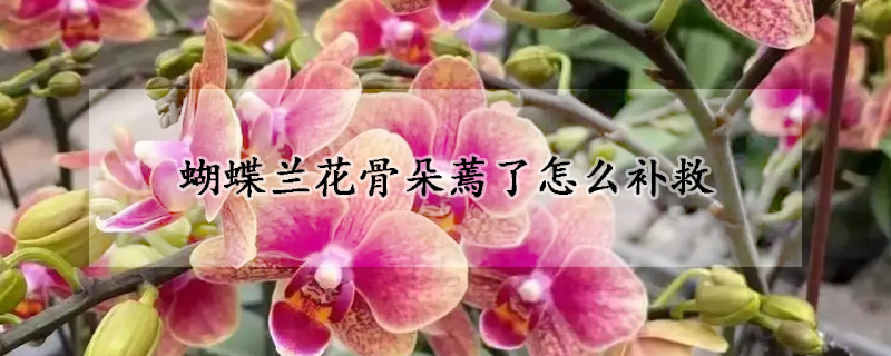 蝴蝶蘭花骨朵蔫了怎么補救