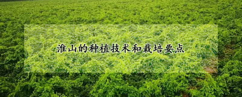 淮山的種植技術和栽培要點