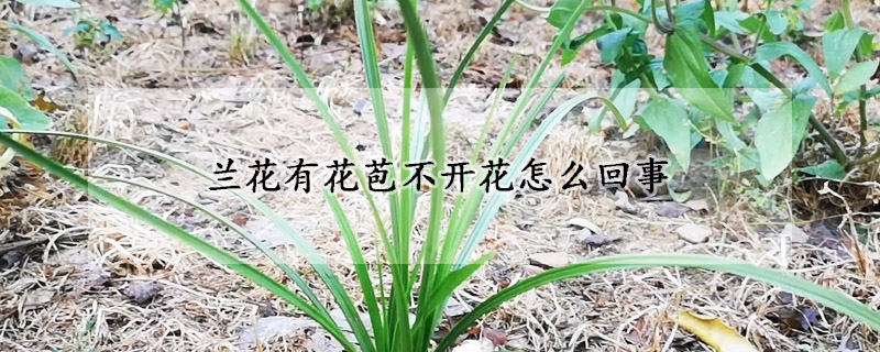 蘭花有花苞不開花怎么回事