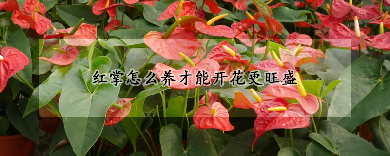 紅掌怎么養才能開花更旺盛