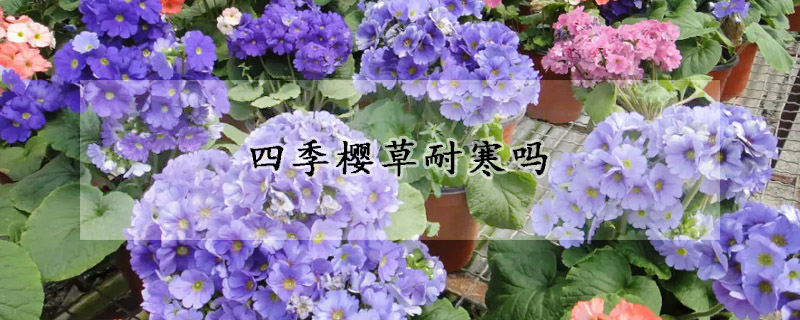 四季櫻草耐寒嗎