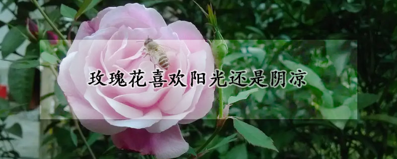 玫瑰花喜歡陽光還是陰涼