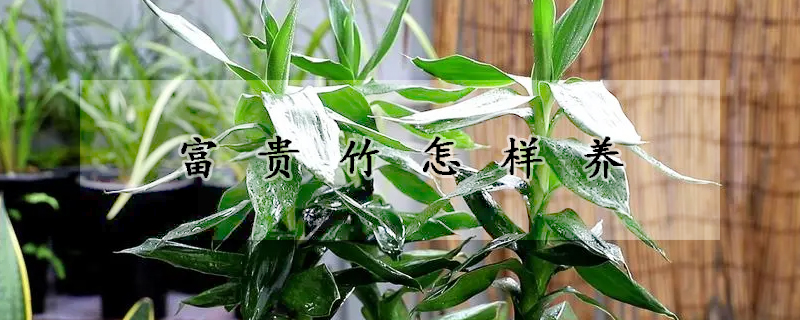 富貴竹怎樣養(yǎng)