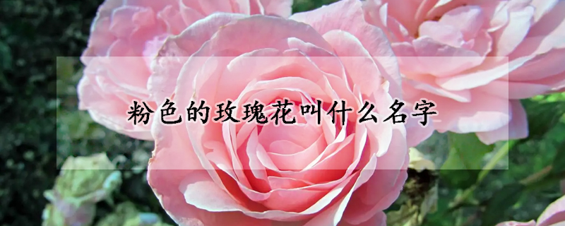 粉色的玫瑰花叫什么名字