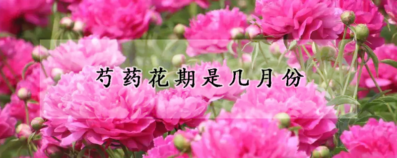 芍藥花期是幾月份