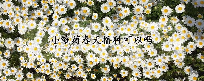 小雛菊春天播種可以嗎