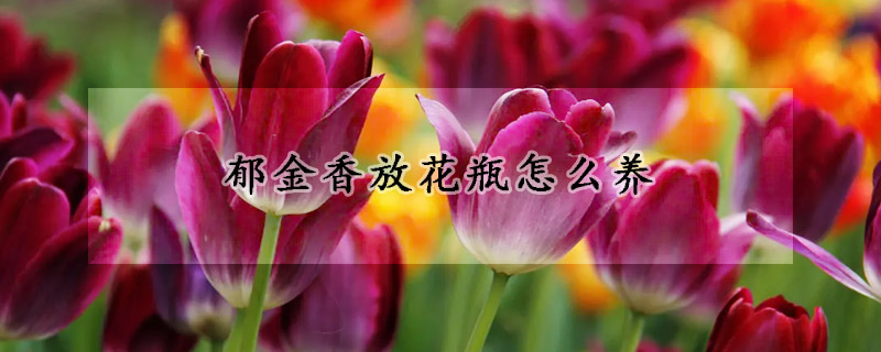 郁金香放花瓶怎么養