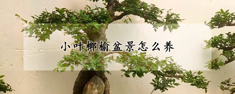 小葉榔榆盆景怎么養