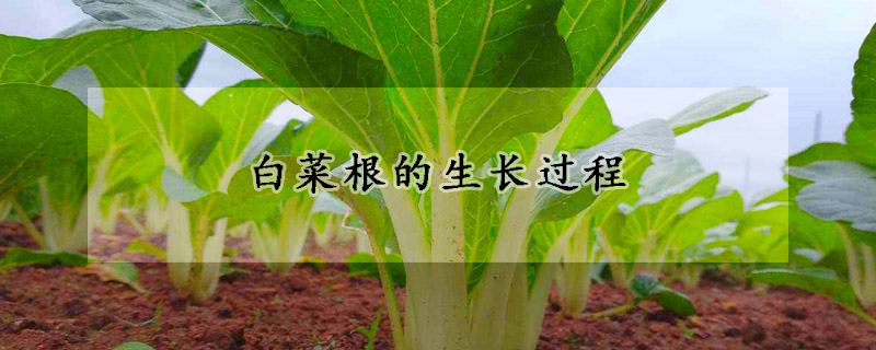 白菜根的生長(zhǎng)過(guò)程