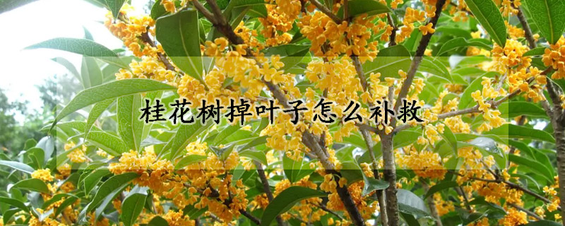 桂花樹掉葉子怎么補救