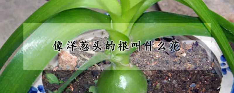 像洋蔥頭的根叫什么花