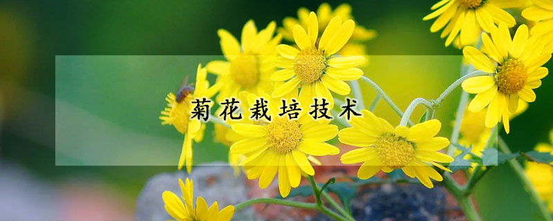 菊花栽培技術(shù)