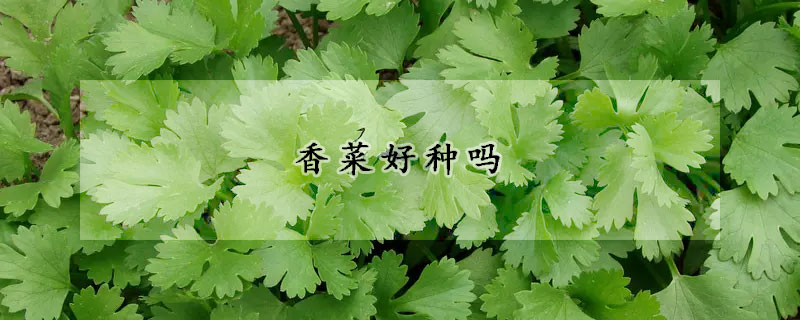 香菜好種嗎