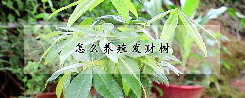 怎么養(yǎng)殖發(fā)財(cái)樹